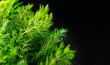 Dill aromatic fresh herbs. Bunch of fresh green dill close up, isolated on black background, condiments. Vegetarian food, organic. Anethum graveolens macro shot, border design