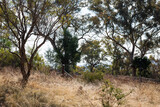 Fototapeta Konie - Australian bush
