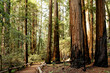 Tall Redwoods and Path at Armstrong Redwoods State Natural Reserve, California, USA