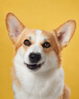 An expressive Pembroke Welsh Corgi dog tilts its head, with a bright yellow background enhancing its curious gaze. The dog's open mouth adds to the image's playful tone