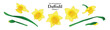 A series of isolated flower in cute hand drawn style. Daffodil in vivid yellow colors on transparent background. Drawing of floral elements for coloring book or fragrance design. Volume 2.