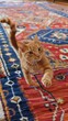 Playful orange cat chasing a feather toy on a vibrant rug, dynamic and fun, appealing to pet owners