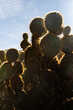 Cactus silhouette with sunlight creating warm backlight