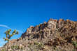 Joshua tree stands before a mountainous rock backdrop