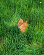 Red cat sleeps in green grass