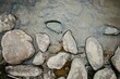 Rocks on a muddy riverbed