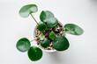 Pilea peperomioides, overhead view of young plant
