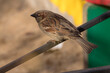 sparrow on a fence closeup