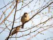 sparrow on a tree branch
