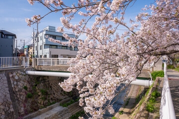 Wall Mural - 妙法寺川の桜並木