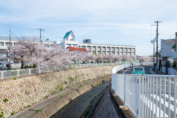 Wall Mural - 妙法寺川の桜並木