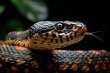 Portrait of a snake on a black background,  Close-up