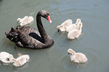 Sticker - the black swan has black feathers edged with white on its back and is all black on the head and neck.  It has a red beak with a white stripe and red eyes