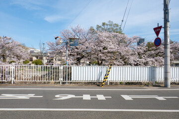 Wall Mural - 妙法寺川の桜並木