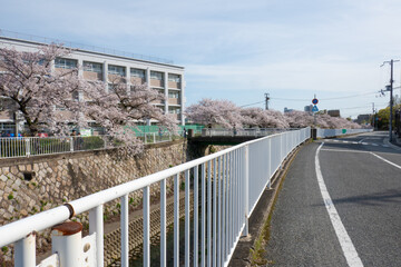 Wall Mural - 妙法寺川の桜並木