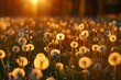 A field of sunlit dandelions on a summer?? day