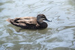 the pacific black duck has a dark body and a paler head with a dark crown and facial stripes. Its feathers are dark brown with tan edges