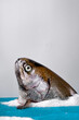Rainbow trout head against the white background with salt on blue table. Copy space