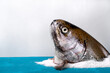 Rainbow trout head against the white background with salt on blue table. Copy space