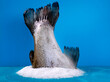 Rainbow trout tail against the blue background with salt. Fresh seafood. Copy space