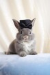 Bunny in a tiny top hat and bow tie, sitting on a soft cushion, neutral background with room for text