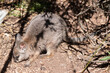 The tammar wallaby has dark greyish upperparts with a paler underside and rufous-coloured sides and limbs. The tammar wallaby has white stripes on its face.