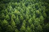 Aerial view of coniferous forest in summer,  Top view