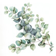 Eucalyptus branch and leaves for design. Watercolor isolated on white background. 