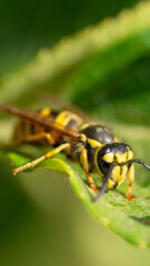 Poster - Macro shot of a yellow and black bee on a vibrant green leaf