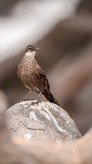 Poster - Chilean seaside cinclodes (Cinclodes nigrofumosus) perched on a rock