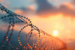 Barbed wire fence with sunset sky background, closeup. selfbritish style of barbwire in military area of lifting knotted or spiral for security and border protection concept. copy space