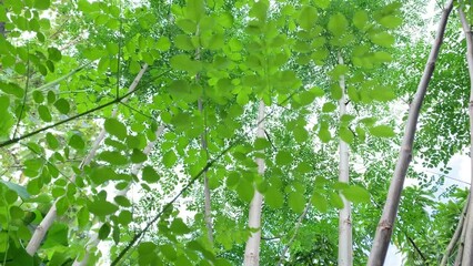 green moringa oleifera or drumstick leaves in a garden.