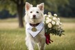 A serene white dog walking across a grassy field, wearing a graduation sash and carrying a bouquet of flowers, symbolizing their journey towards success.