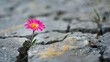 © Dara - Symbol of perseverance: A colorful flower emerges from the concrete jungle, symbolizing the resilience and hope that endure despite obstacles.