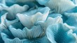Oyster mushrooms blue background