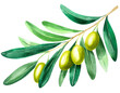 Olivenzweig isoliert auf weißen Hintergrund, Freisteller