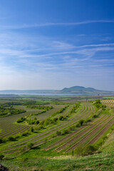 Canvas Print - Vineyards under Palava,  Southern Moravia, Czech Republic