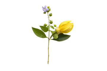 Wall Mural - yellow flowers ylang ylang local flora arrangement flat lay postcard style 