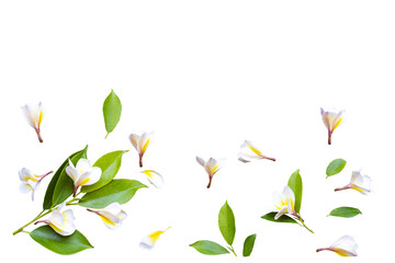 Wall Mural - white, yellow frangipani flowers local flora arrangement flat lay postcard style 