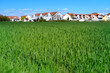 green fresh spring grass, weather, Wind Gusts, natural blurred background, summertime season, environmentally friendly plants, agricultural land