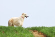 White Russian greyhound runs along a path, through a spring field of young wheat, during a walk.