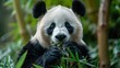 Gentle giant panda munching on bamboo shoots