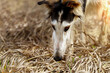 The muzzle of a Russian greyhound dog, close-up, sniffs out something in the dry grass, probably smelled a mouse.
