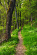 Rhön, forest, green, trail, gangolfsberg, trees, nature