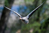 Fototapeta Maki - Fliegende Graugans ( Anser anser )