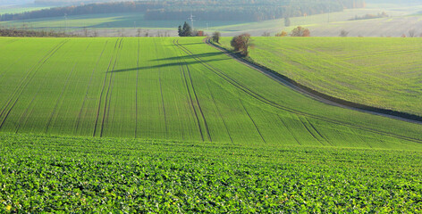 Wall Mural - la campagne reverdie