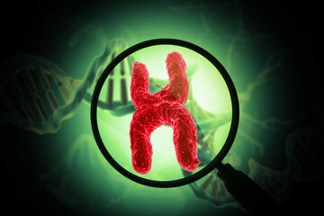 magnifying glass showing the chromosome structure with dna. 3d illustration