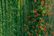 Bird's-eye view of a blooming poppy field in Rheinhessen/Germany near Flonheim. Beautiful simple AI generated image in 4K, unique.
