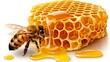 Close-up of a Bee Covered in Honey with Honeycomb in the Background
