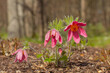 Early spring flower. Pasque flower (or pasqueflower)